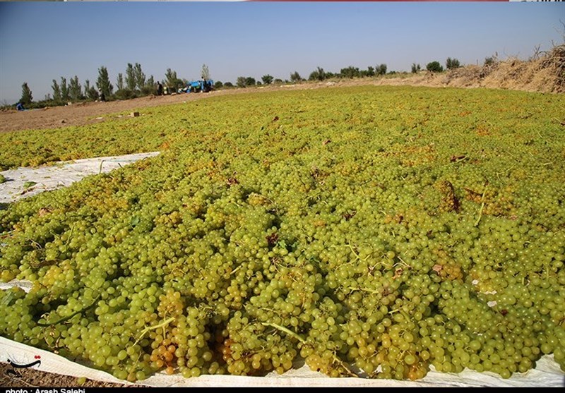 کشاورزی , استانداری قزوین , 