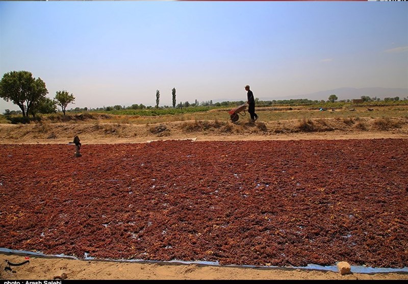 کشاورزی , استانداری قزوین , 