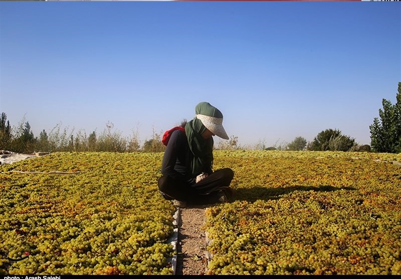 کشاورزی , استانداری قزوین , 