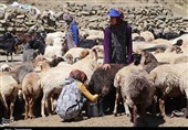 دامداران متهم آلودگی نیستند؛ امنیت غذایی مدیون تولیدکنندگان است
