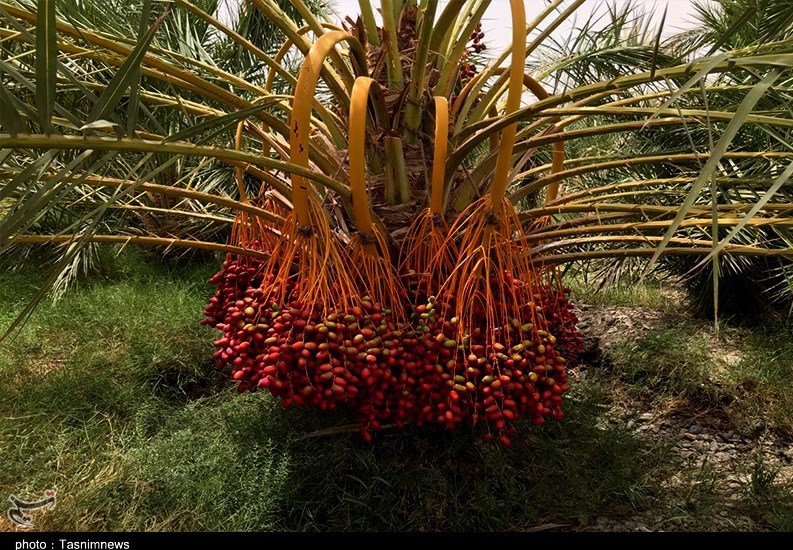 واردات خرمای صهیونیستی , استان سیستان و بلوچستان , 