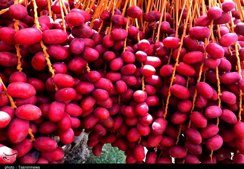 واردات خرمای صهیونیستی , استان سیستان و بلوچستان , 