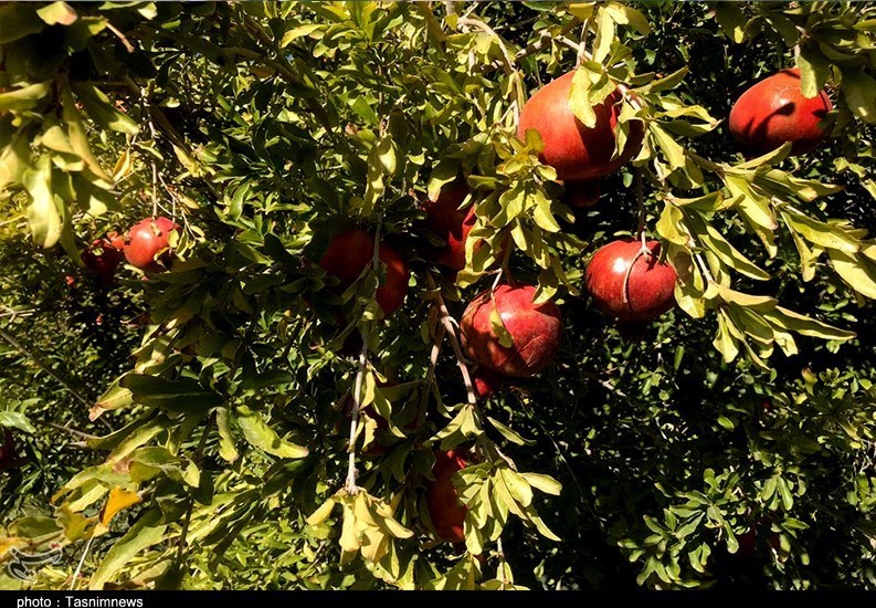 استان سیستان و بلوچستان , کشاورزی , 