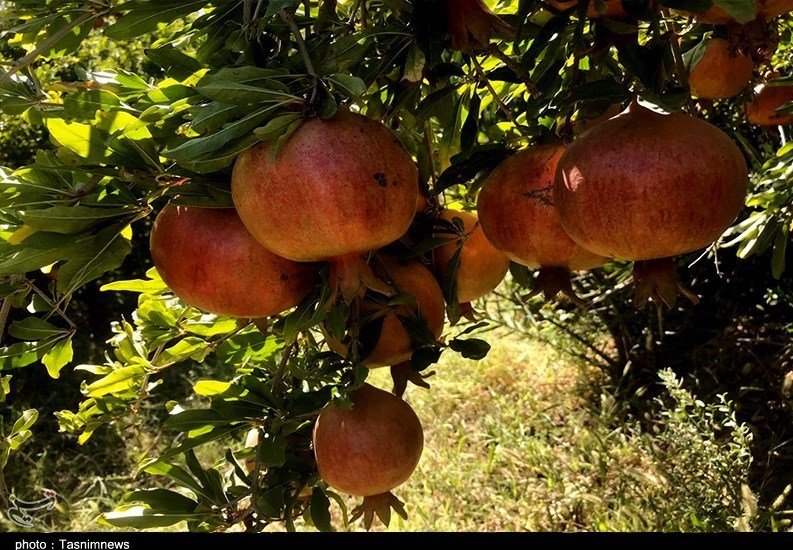 استان سیستان و بلوچستان , کشاورزی , 
