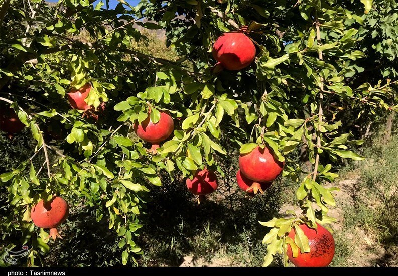 استان سیستان و بلوچستان , کشاورزی , 