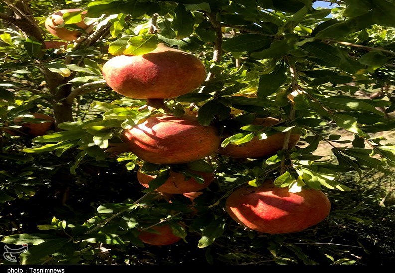 استان سیستان و بلوچستان , کشاورزی , 