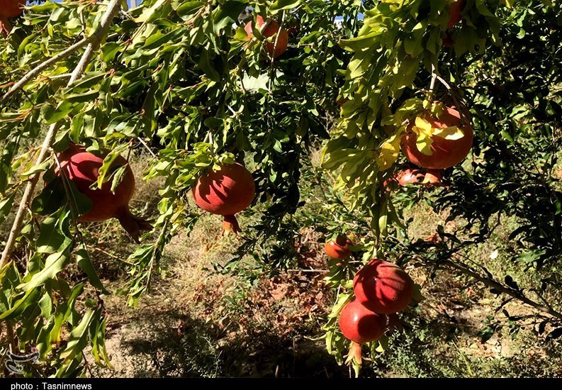 استان سیستان و بلوچستان , کشاورزی , 