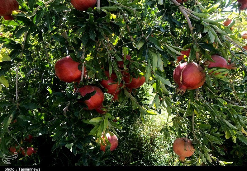 استان سیستان و بلوچستان , کشاورزی , 