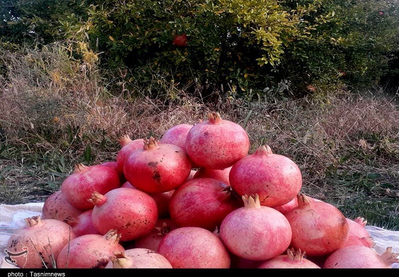 استان سیستان و بلوچستان , کشاورزی , 