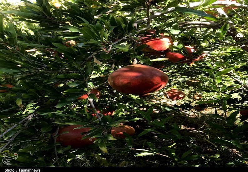 استان سیستان و بلوچستان , کشاورزی , 
