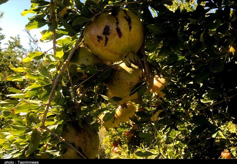 استان سیستان و بلوچستان , کشاورزی , 