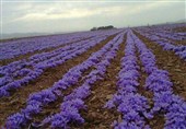 اقدام عجیب تعاون روستایی در سال جهش تولید/ عرضه یک تن زعفران انباری همزمان با فروش محصول جدید کشاورزان