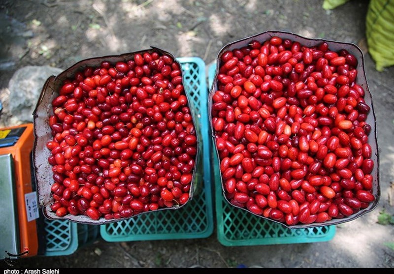 کشاورزی , استانداری قزوین , 