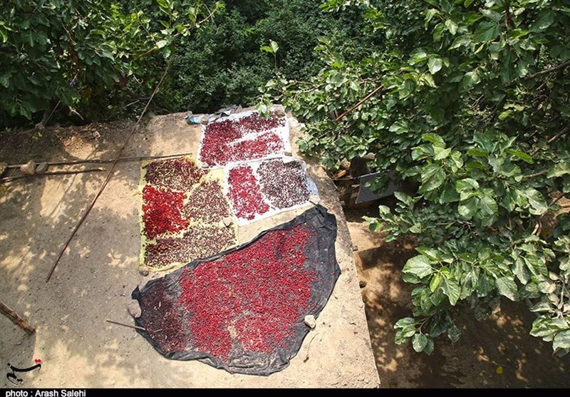 کشاورزی , استانداری قزوین , 