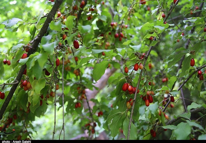 کشاورزی , استانداری قزوین , 