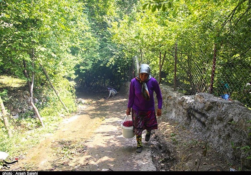 کشاورزی , استانداری قزوین , 