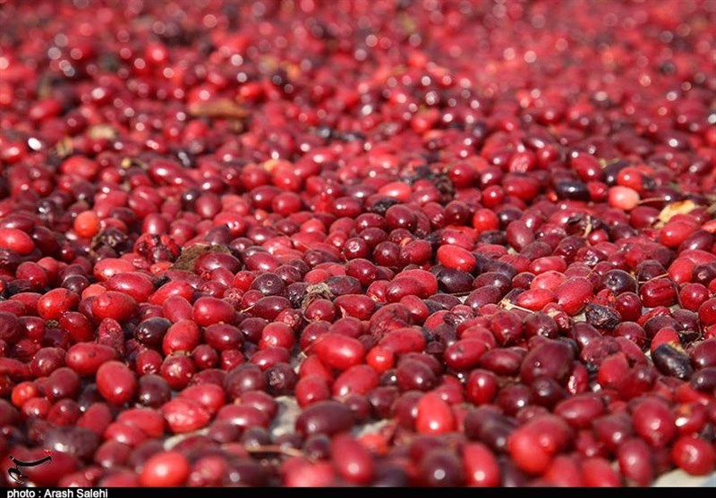 کشاورزی , استانداری قزوین , 