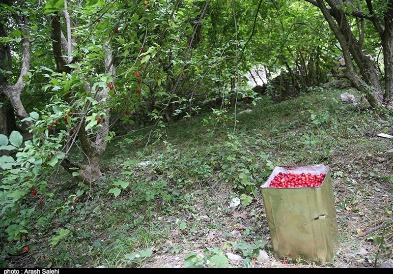 کشاورزی , استانداری قزوین , 