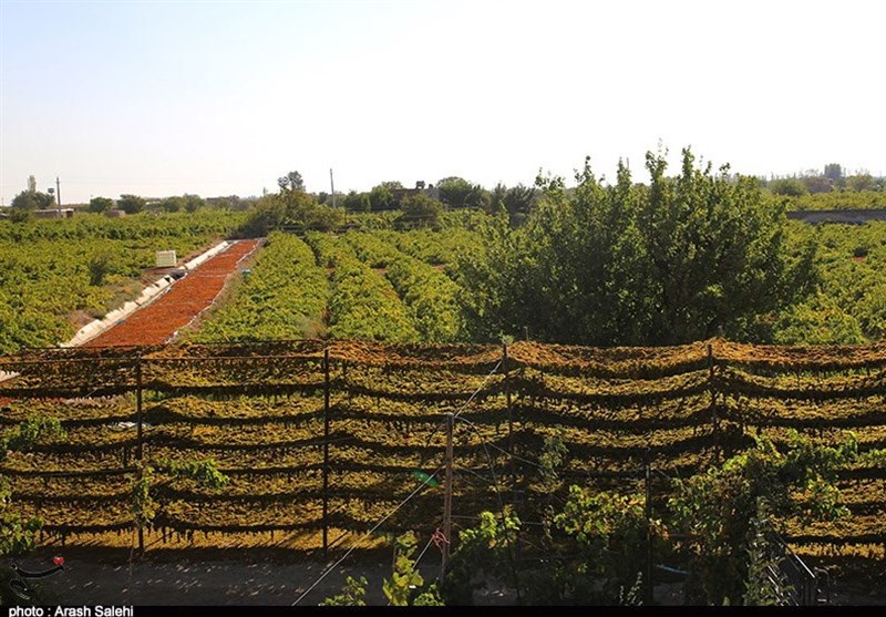 کشاورزی , استانداری قزوین , تولید ملی , 