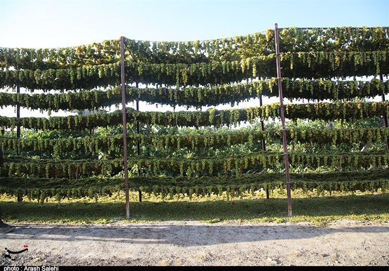 کشاورزی , استانداری قزوین , تولید ملی , 