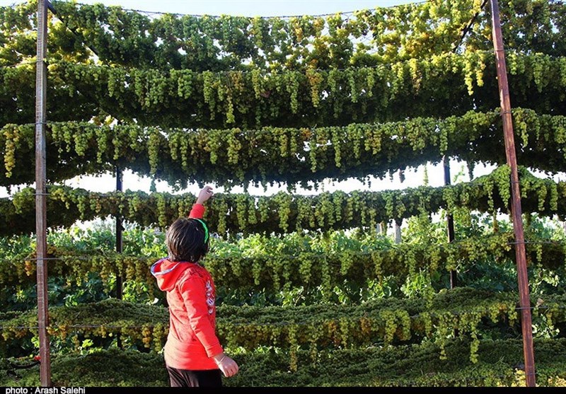 کشاورزی , استانداری قزوین , تولید ملی , 