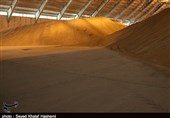 آغاز خرید تضمینی گندم در بوشهر