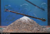 رونمایی از پیکان زرین آرش کمانگیر