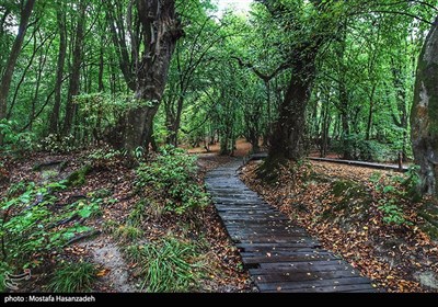 یادداشت|پارک‌های جنگلی بر سر دوراهی حفاظت و سرمایه‌گذاری