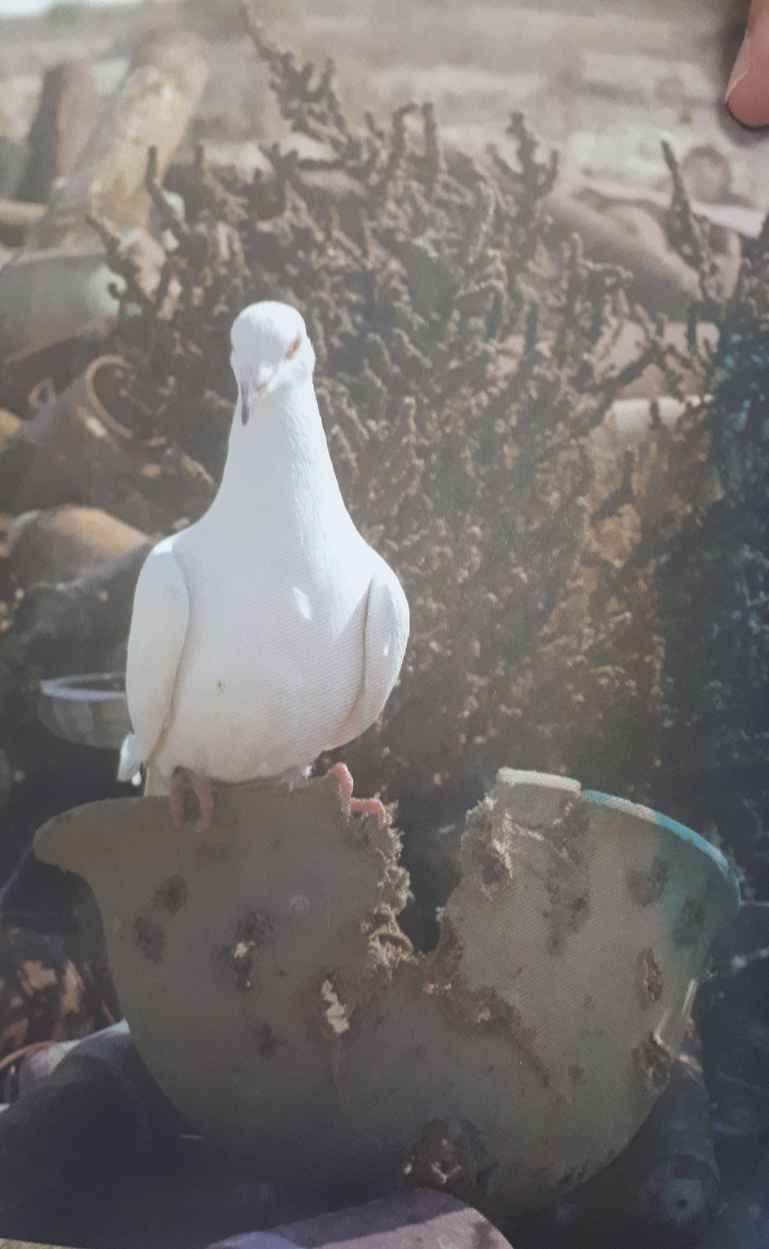 هفته دفاع مقدس , شهدای دفاع مقدس , دفاع مقدس , کتاب دفاع مقدس , خاطره‌نگاری دفاع مقدس , منطقه عملیاتی فکه , شهدای گمنام , 