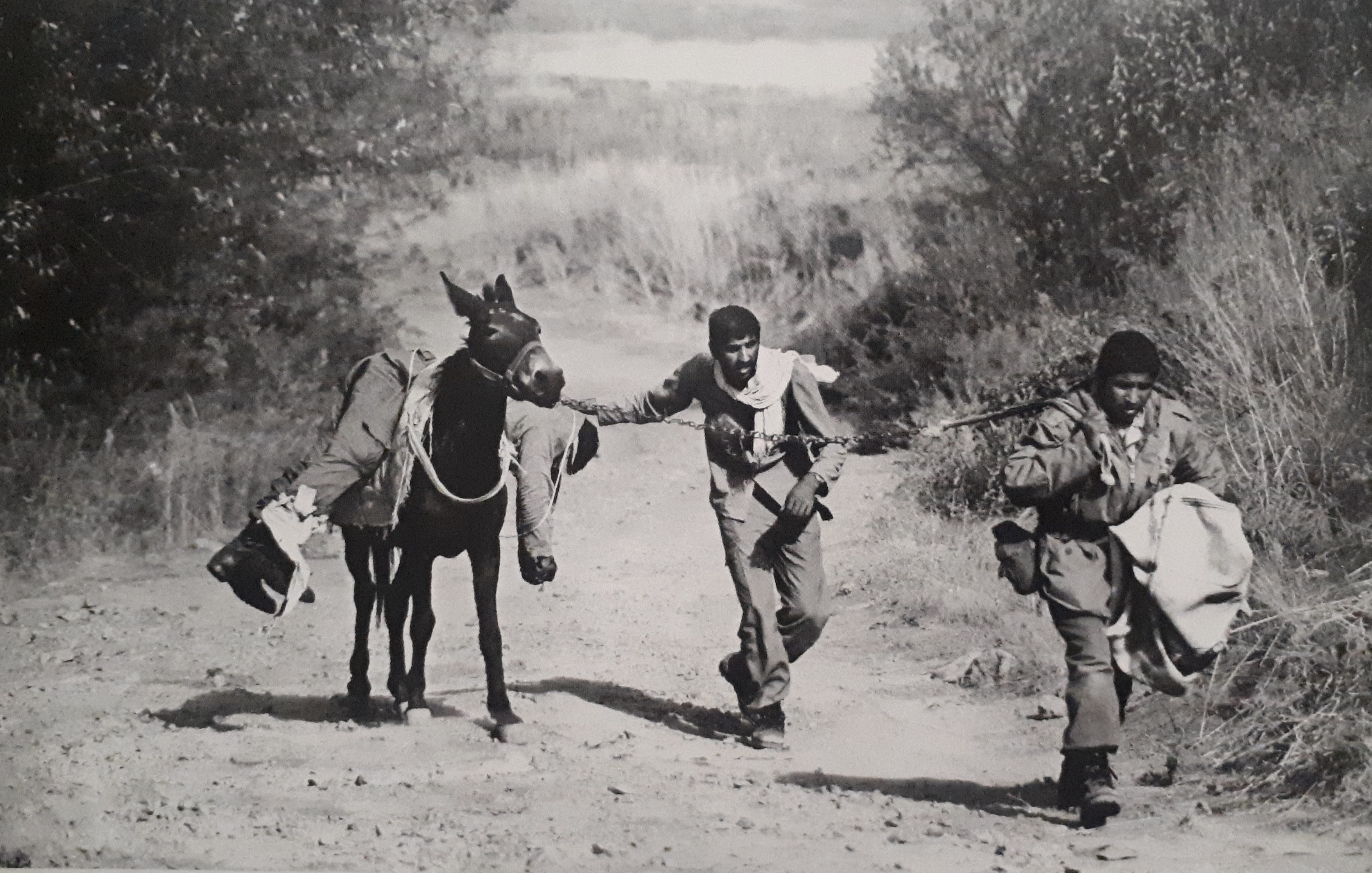 شهید , دفاع مقدس , عکس , 