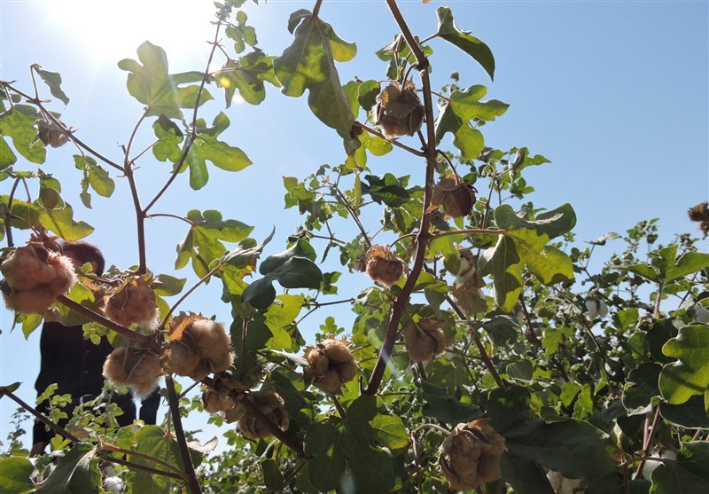 سازمان میراث فرهنگی، صنایع دستی و گردشگری , اخبار استان خراسان جنوبی , 