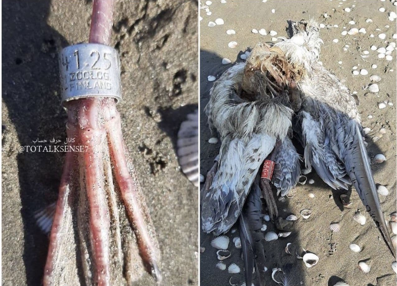 شکار , شکارفروشی , بحران های محیط زیست ,