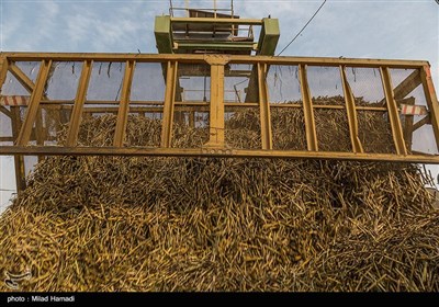 برداشت نیشکر از مزارع نیشکر دعبل خزاعی- خوزستان