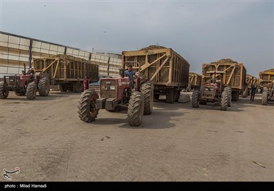 برداشت نیشکر از مزارع نیشکر دعبل خزاعی- خوزستان