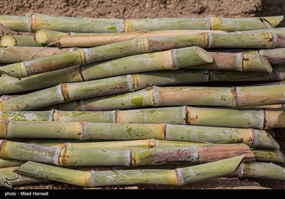 برداشت نیشکر از مزارع نیشکر دعبل خزاعی- خوزستان