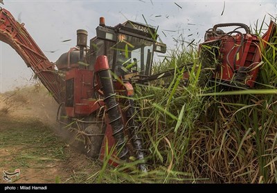 برداشت نیشکر از مزارع نیشکر دعبل خزاعی- خوزستان