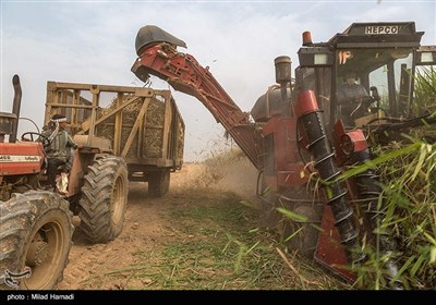 برداشت نیشکر از مزارع نیشکر دعبل خزاعی- خوزستان