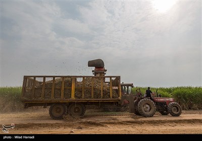 برداشت نیشکر از مزارع نیشکر دعبل خزاعی- خوزستان