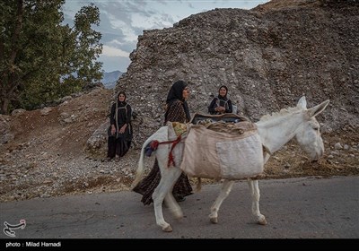 کنده های کُتُک سوخته در اندیکا خوزستان