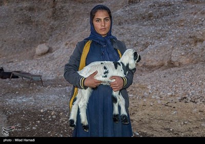 این خانواده ها از طریق دامپروری زندگی می گذرانند. 