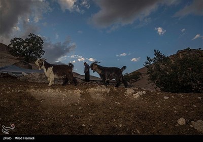 کنده های کُتُک سوخته در اندیکا خوزستان