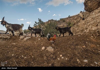 این خانواده ها از طریق دامپروری زندگی می گذرانند. 