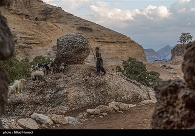 کنده های کُتُک سوخته در اندیکا خوزستان