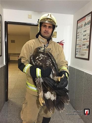 آتشنشانی , سازمان آتشنشانی تهران , سازمان محیط زیست , حوادث ,