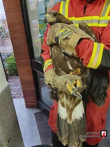 آتشنشانی , سازمان آتشنشانی تهران , سازمان محیط زیست , حوادث ,