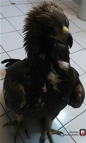 آتشنشانی , سازمان آتشنشانی تهران , سازمان محیط زیست , حوادث ,