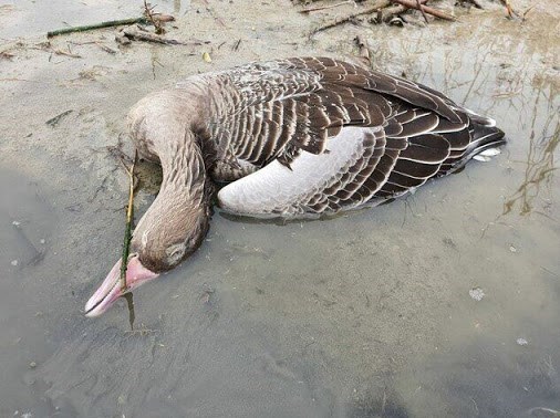 بحران های محیط زیست , سازمان محیط زیست , آنفلوآنزا , پرنده , شکار , شکارفروشی , 