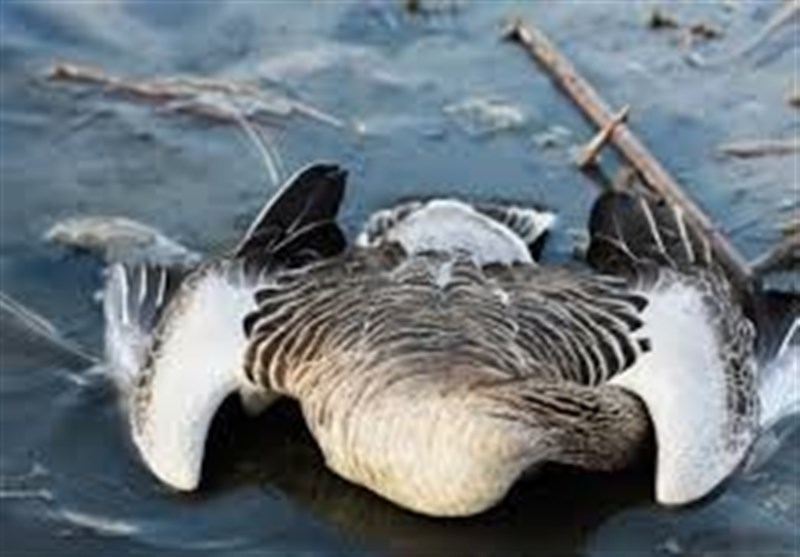 بحران های محیط زیست , سازمان محیط زیست , پرنده , تالابهای ایران , آنفلوآنزا ,