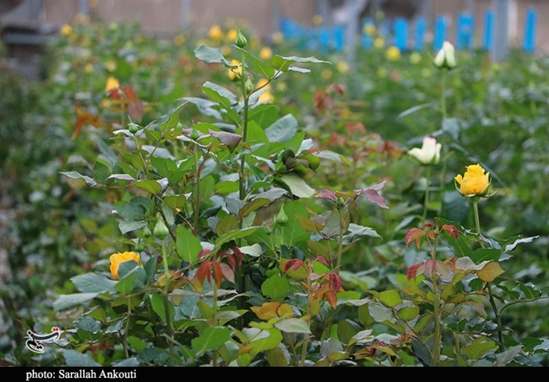 استان کرمان , 