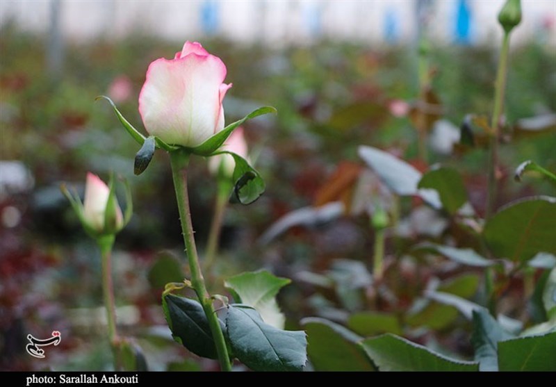 استان کرمان , 